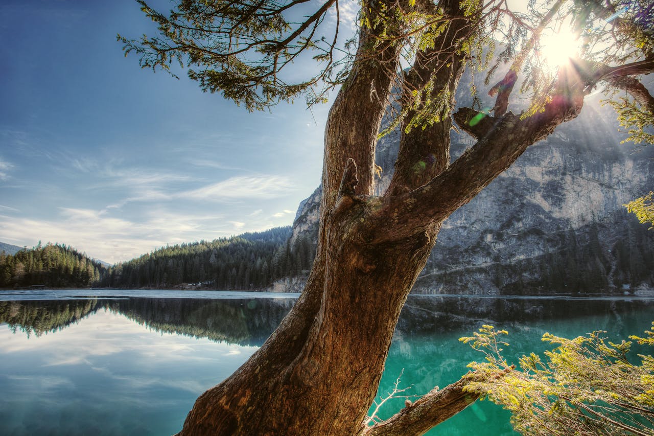 portfolio-img-01 Scenic view of Lake Braies with sunlit tree branch in Trentino-Alto Adige, Italy.
